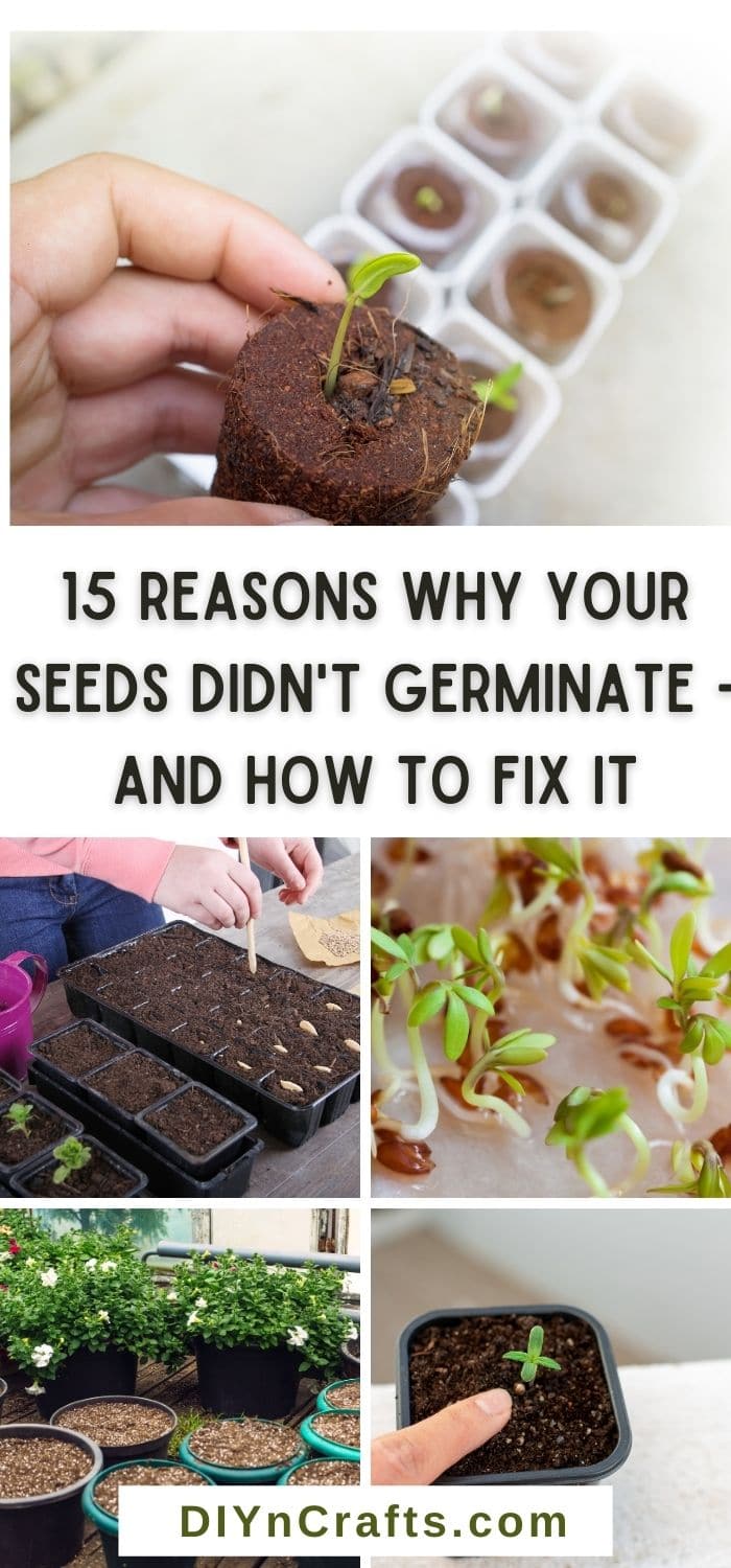 Reasons Why Your Seeds Didn’t Germinate