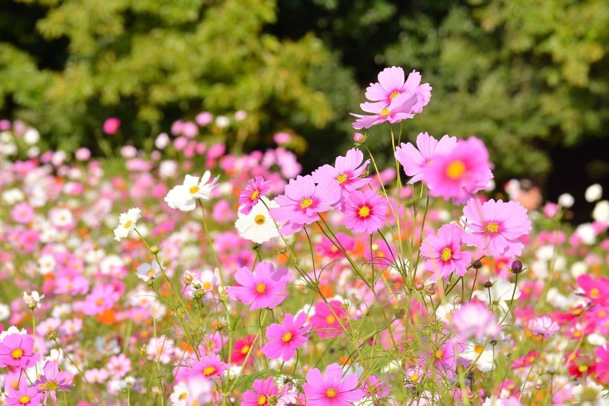 cosmos flowers blooming in the garden with trees at the back