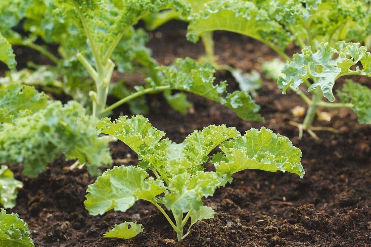 1 kale - 12 Vegetables to Plant in the Late Fall for a Full Table