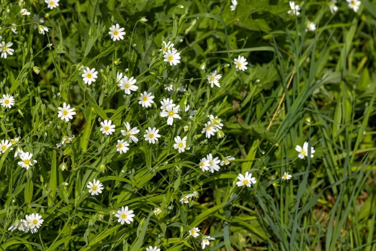 growing chickweed in the garden
