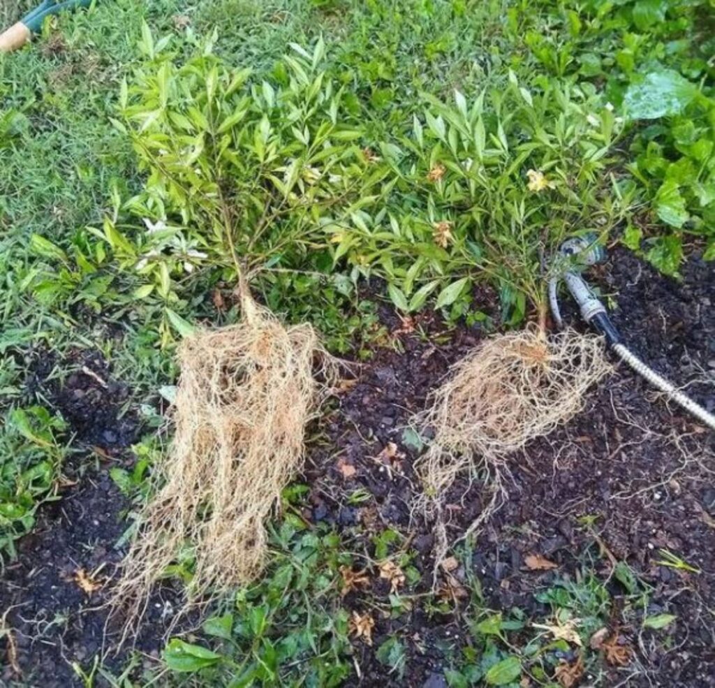 Tree Root Washing What is Root Washing and 6 Expert Tips to Do it Professionally