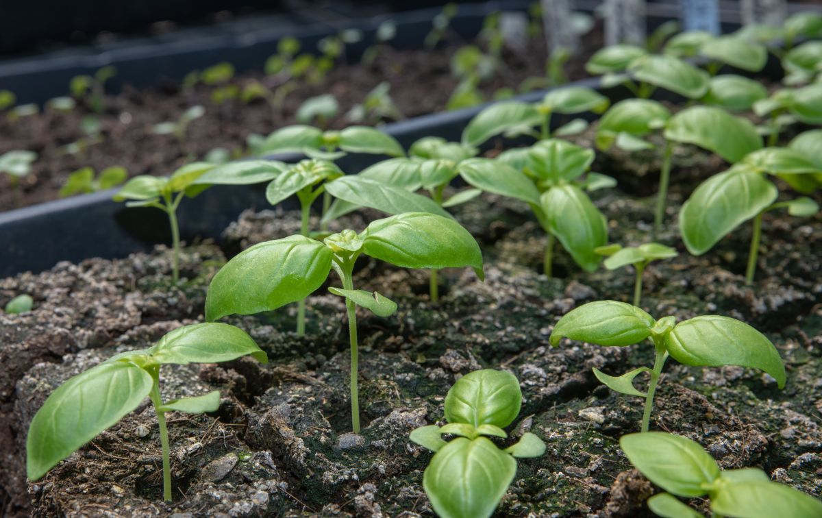 basil seedlings in soil blocks for starting seeds indoors