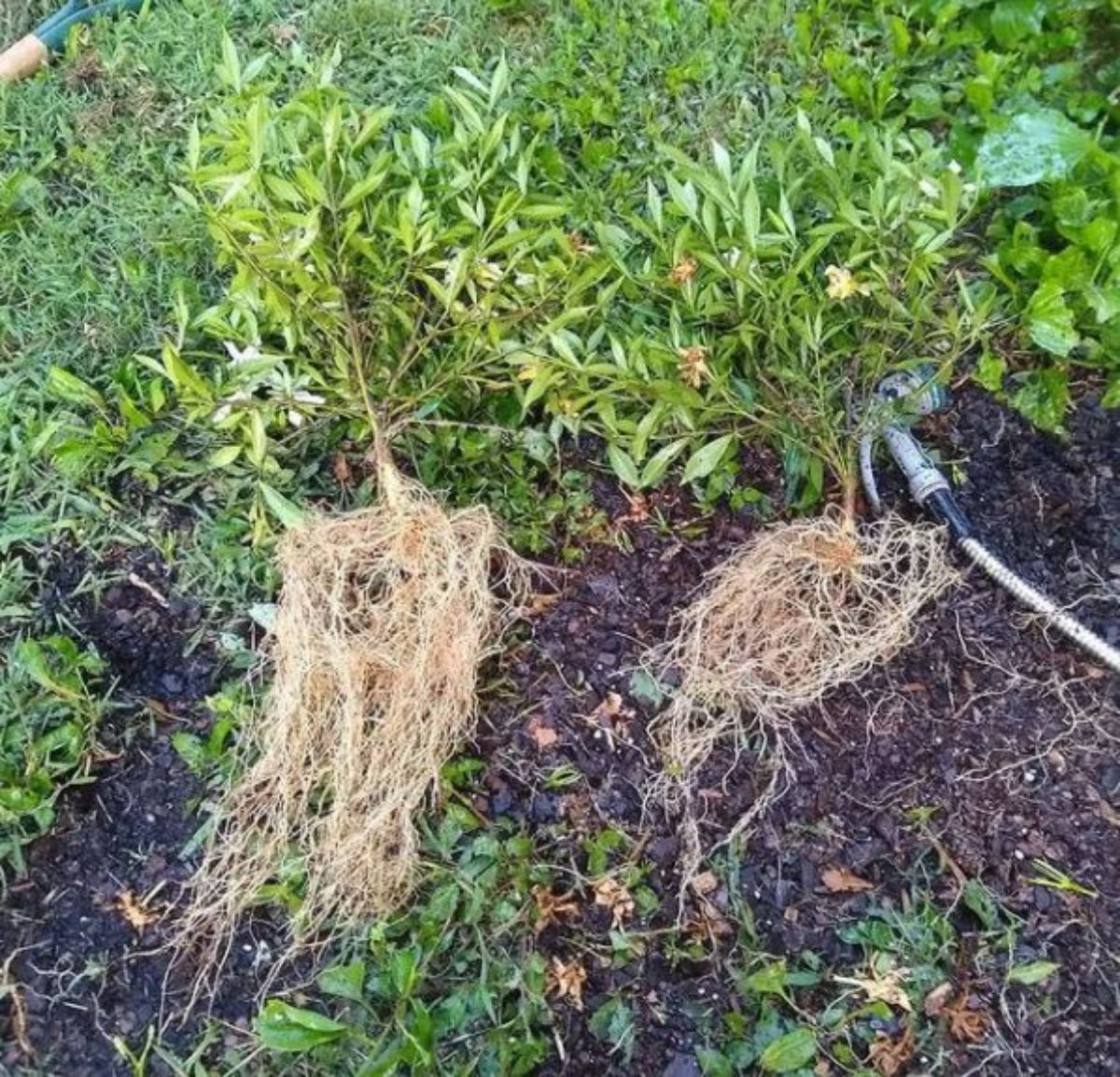 washed roots of gardenia, ready to transplant in the garden