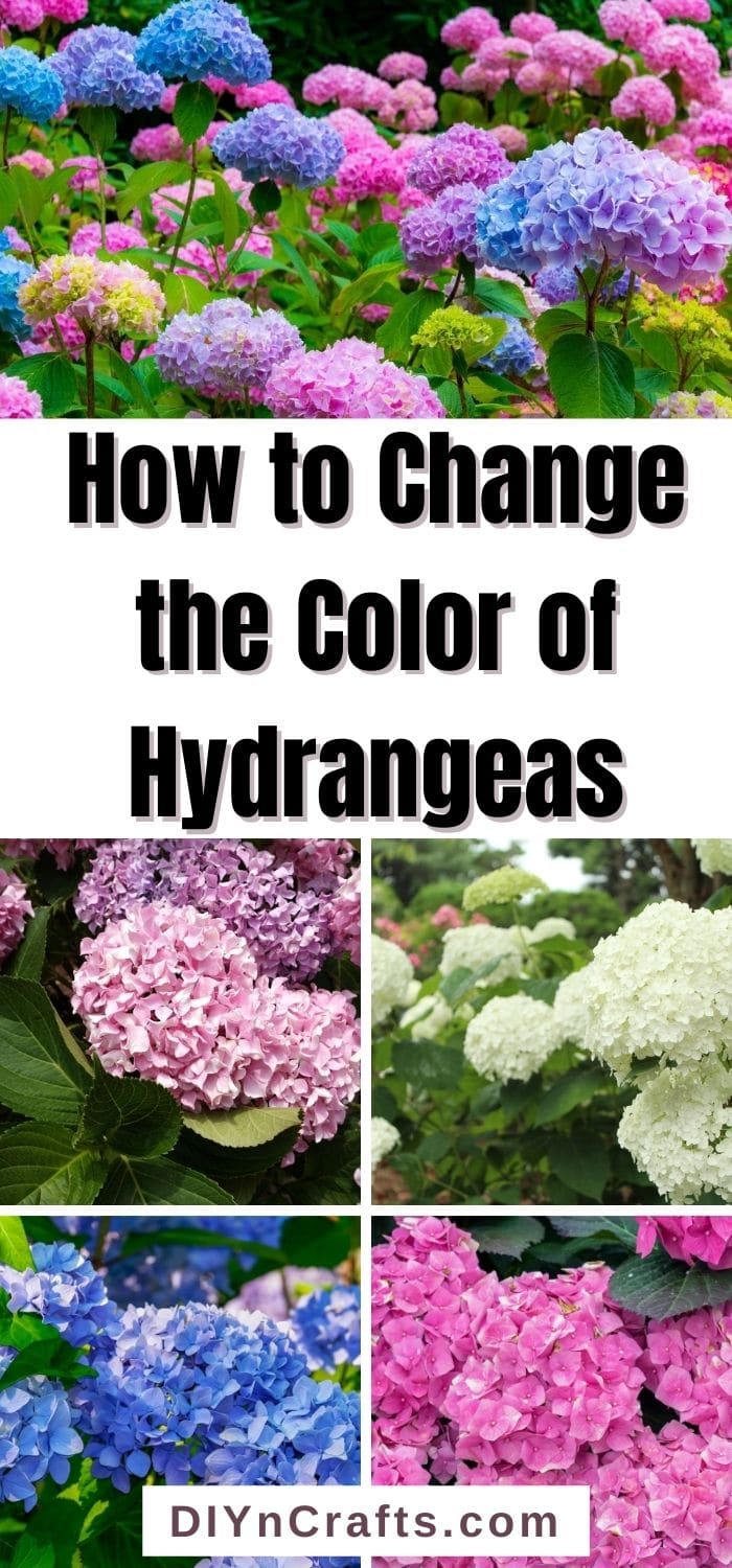 How to Change the Color of Hydrangeas