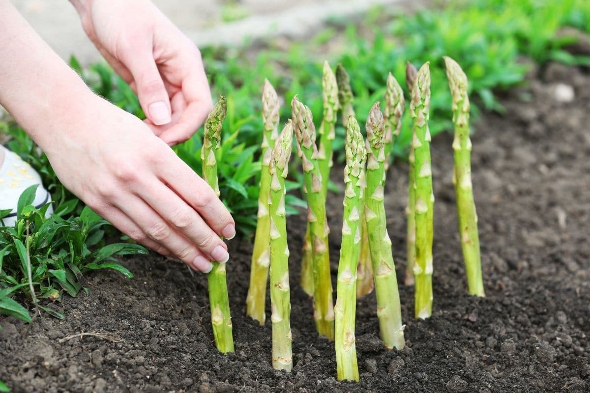 planting asparagus in the vegetable garden bed