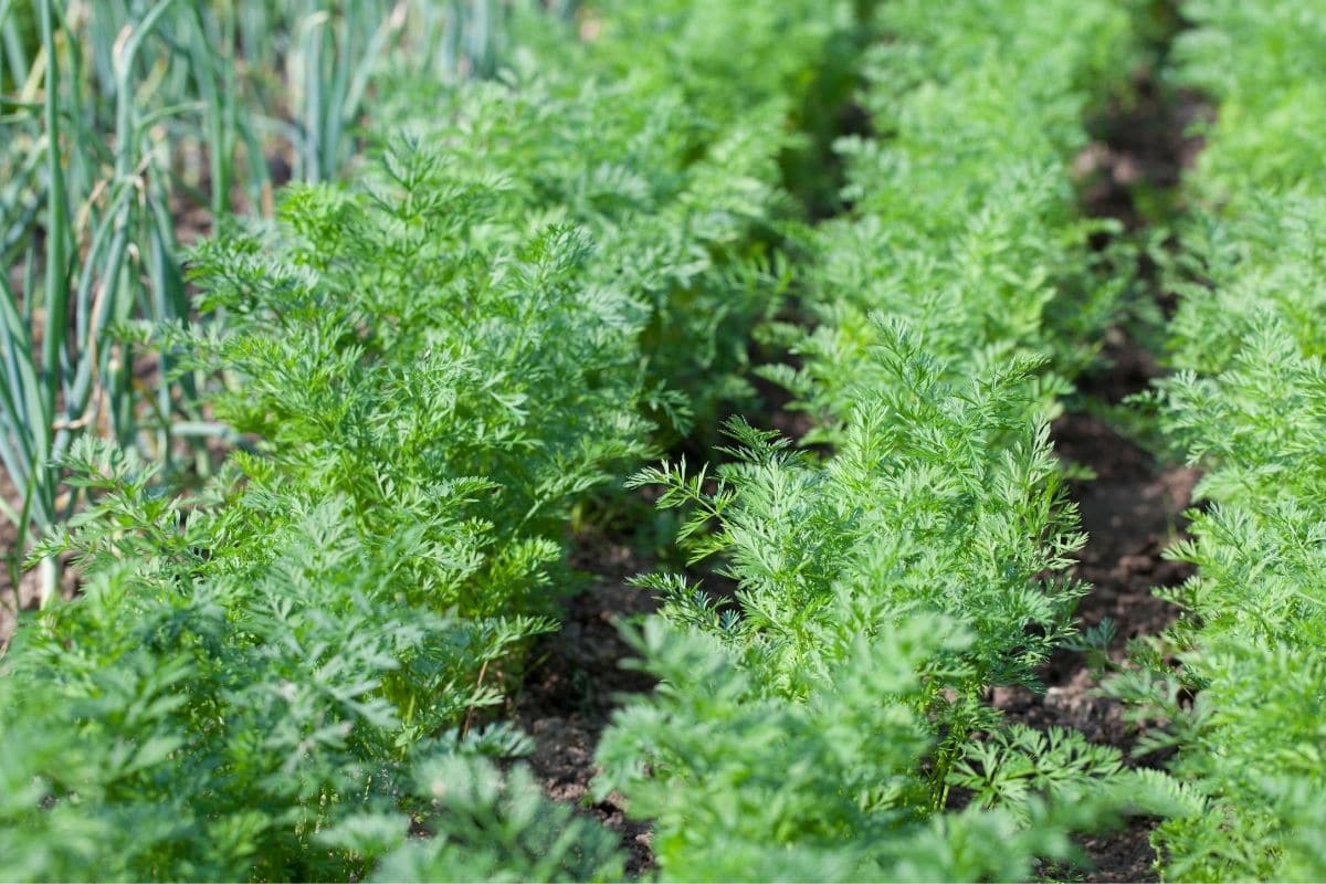 11 Carrots  - 12 Vegetables to Plant in the Late Fall for a Full Table