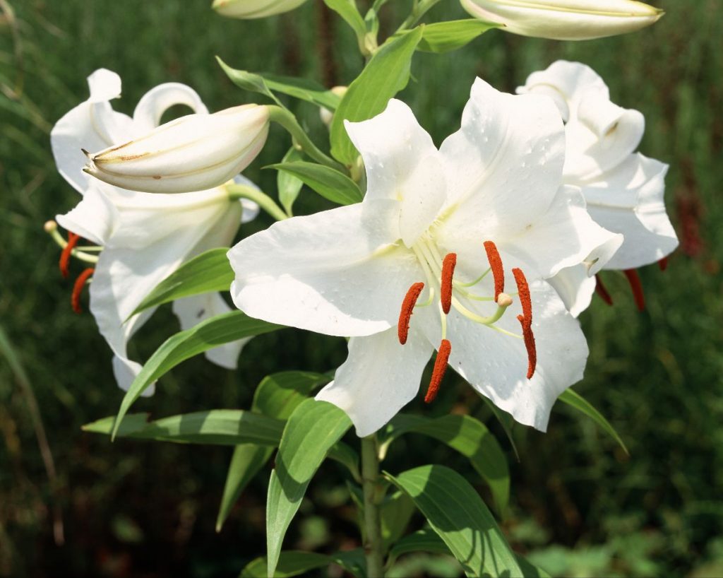 15 Gorgeous Kinds of Lilies to Grow for a Beautiful Garden - DIY & Crafts