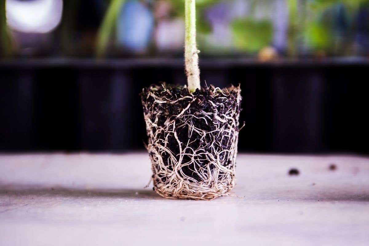 seedling out of the pot place in the table showing its roots