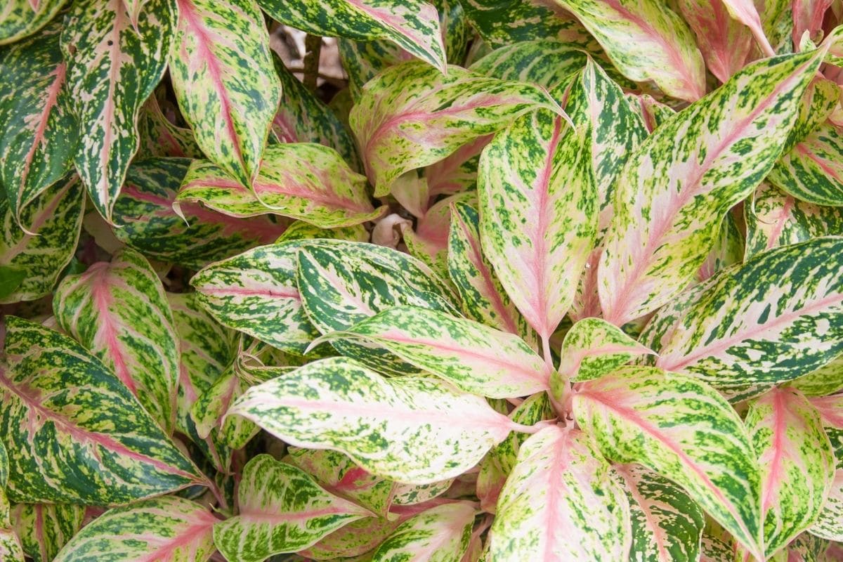 Aglaonema or Chinese evergreen plant with pink and green leaves in the garden