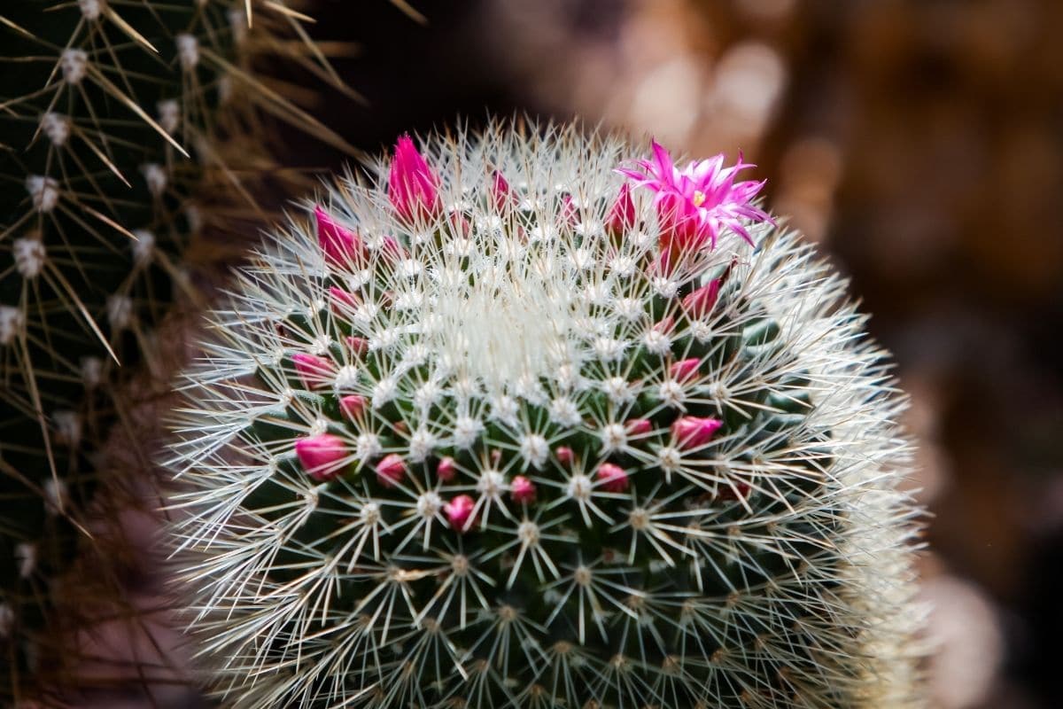 Pincushion cactus with pretty pink-purple flowers in a pot