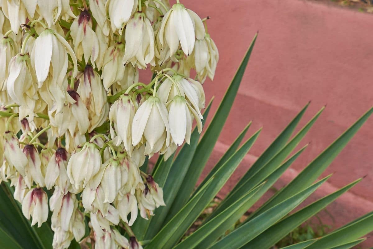 Yucca shrub with white large flowers and green pointed thick leaves in the garden