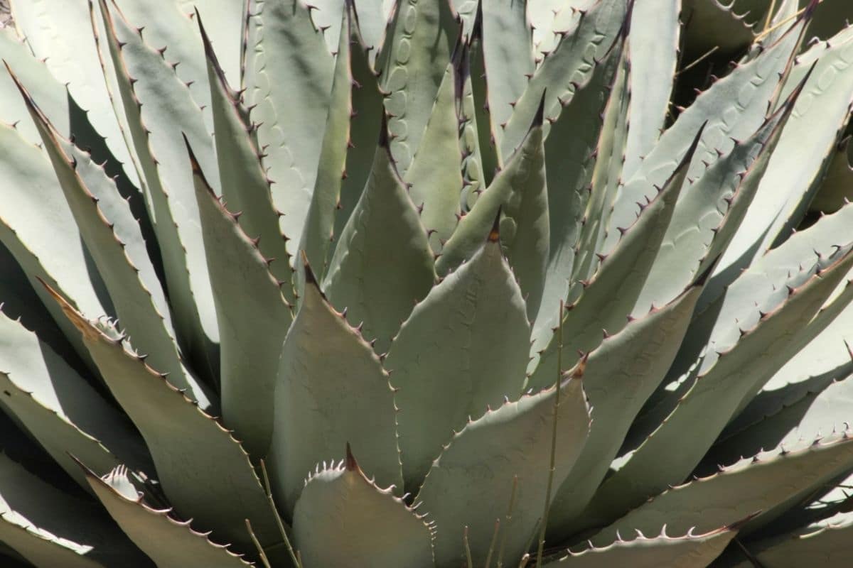 Agave Azul with gorgeous grey-purple leaves growing in the garden