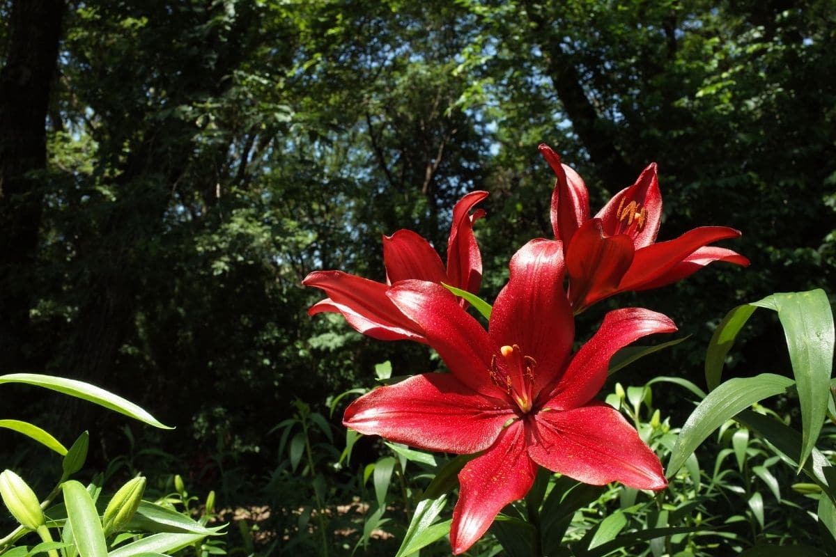 dark red Corleone Lilies in the forest