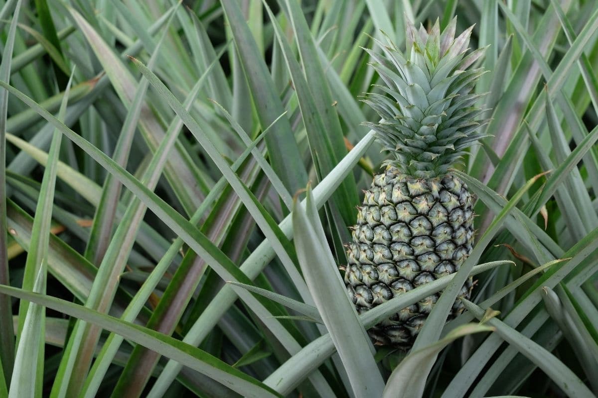 ready to harvest pineapple fruit in the field