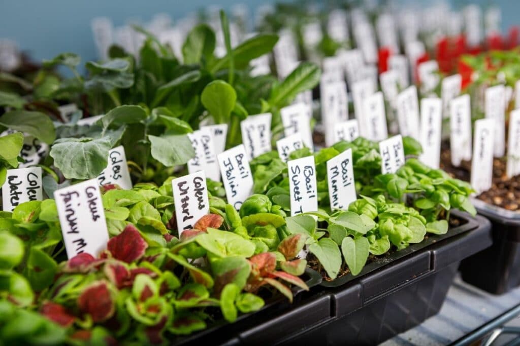 20 Most Common Seed Starting Mistakes and How to Avoid Them