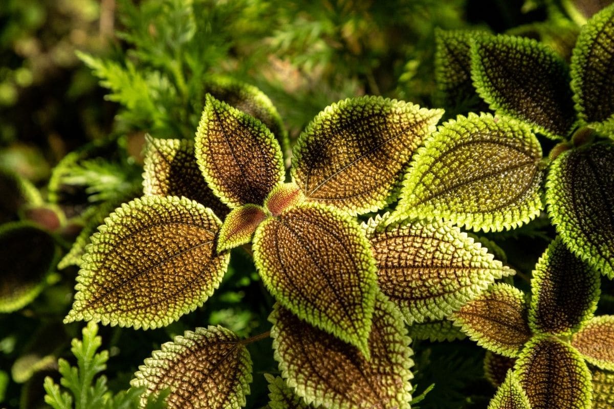 Friendship plant, a tropical plant, with green, bronze foliage growing in the garden under the sun