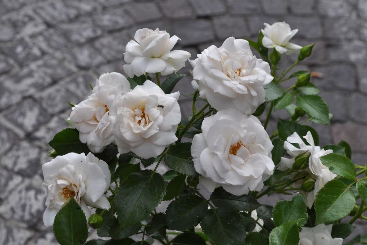 Strauch weißer Rosen im Garten entlang des Flurs