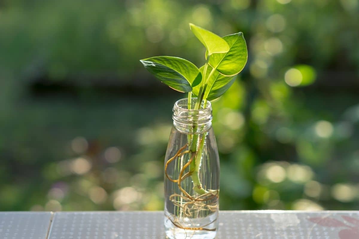 plant in a bottle, hydroponic plant