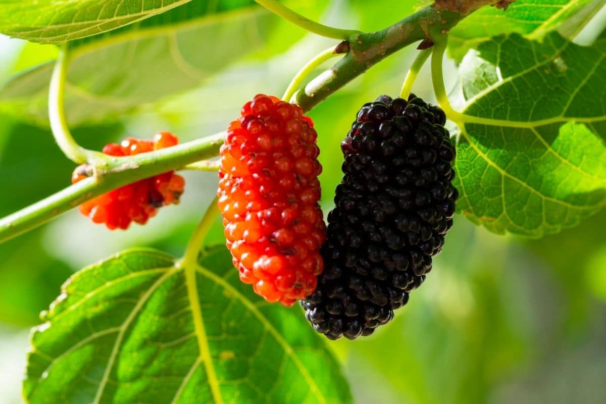red and black mulberries hanging from the branch in the garden