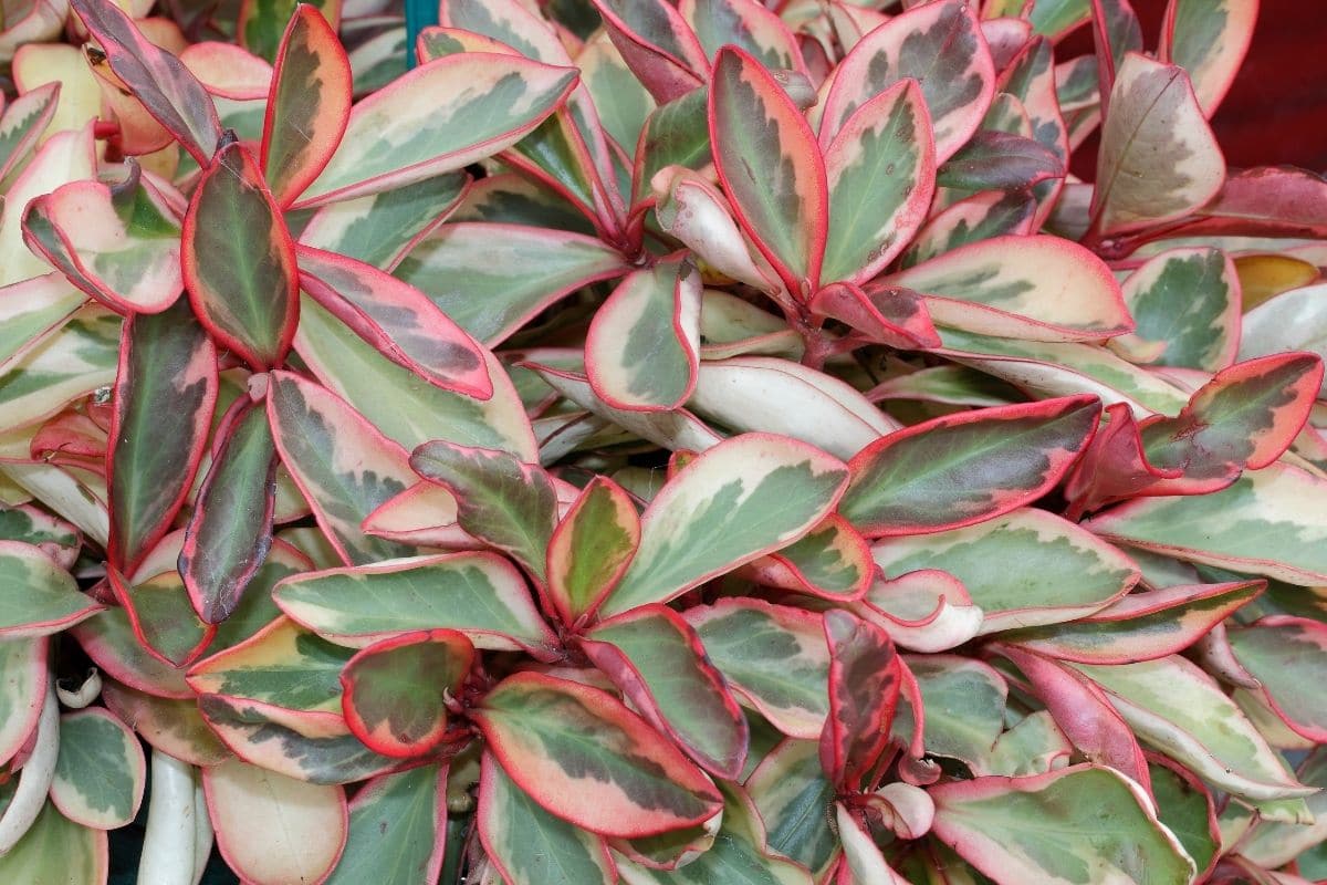 Rainbow Peperomia or techinically a succulent, with green leaves tinged with both yellow and pink