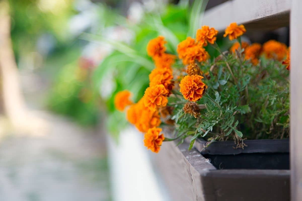 marigold flowers in pot placed by the hallway in the garden