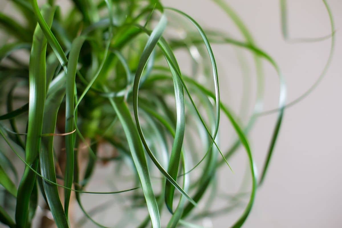 ponytail palm with green long leaves indoors