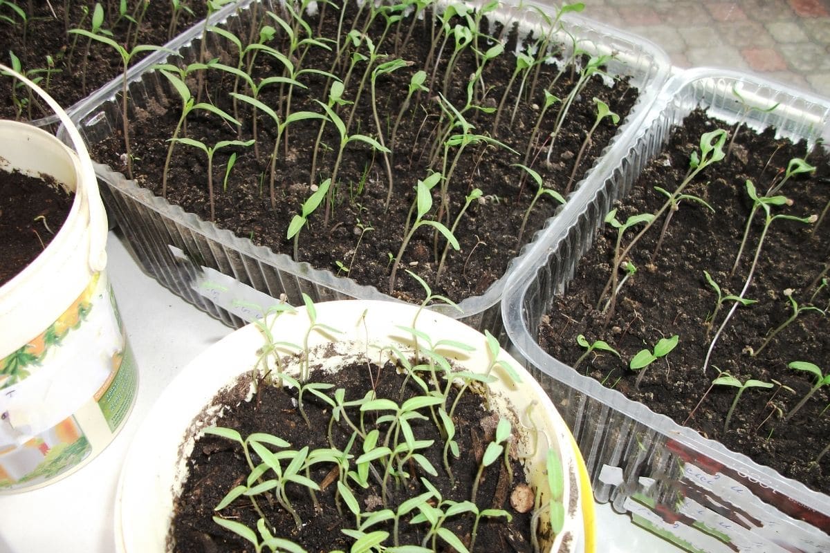 young seedlings growing in containers
