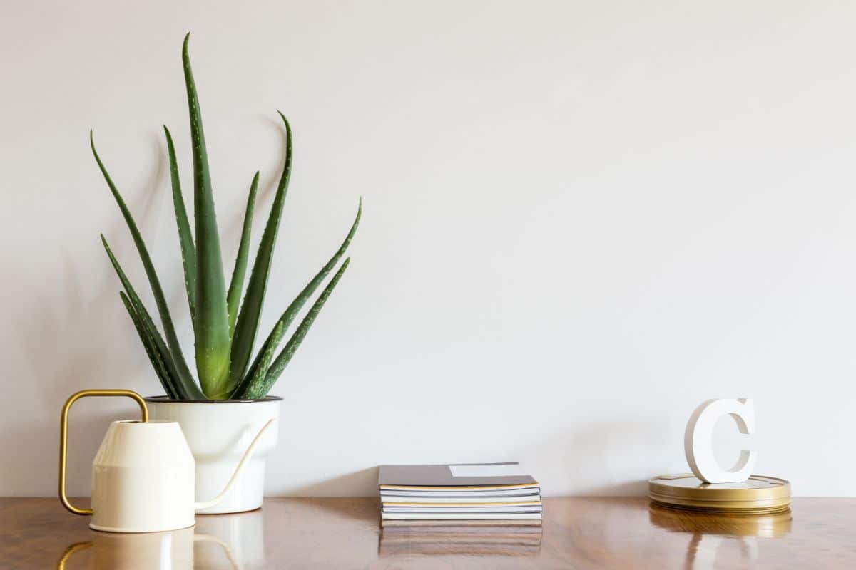  Aloe plant on top of the office table