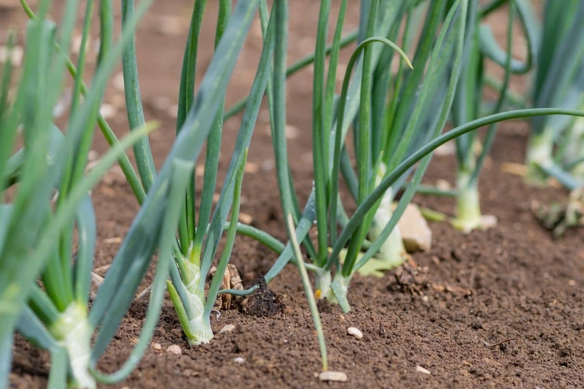 growing row of onions in the garden