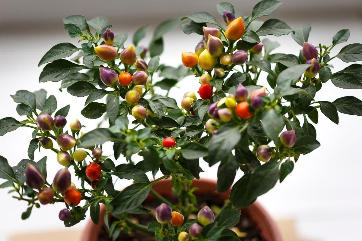 ornamental pepper plant in a pot indoors