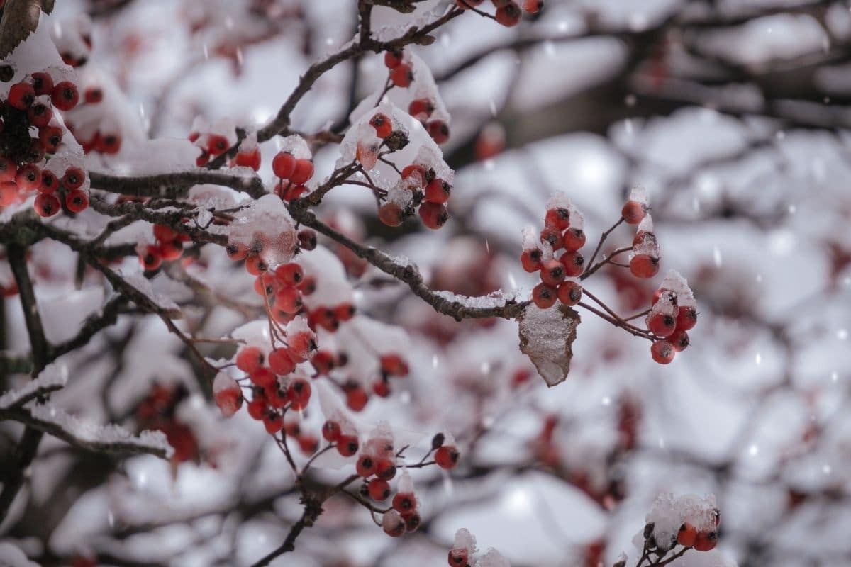 frozen berries from a branch it its tree on a winter season