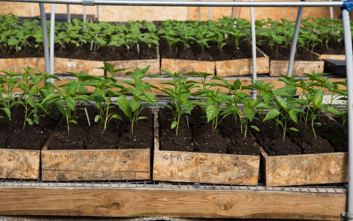 sedlings in soil blocks inside a wooden tray for indoor planting of seedlings