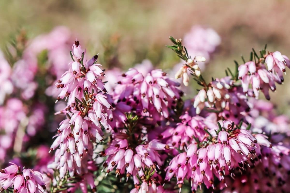 winter health shrub with a pink bell-shaped flowers