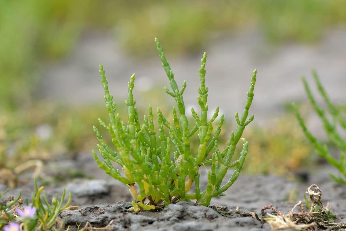 Common Glasswort also known as poor man’s asparagus or sea asparagus growing in the ground
