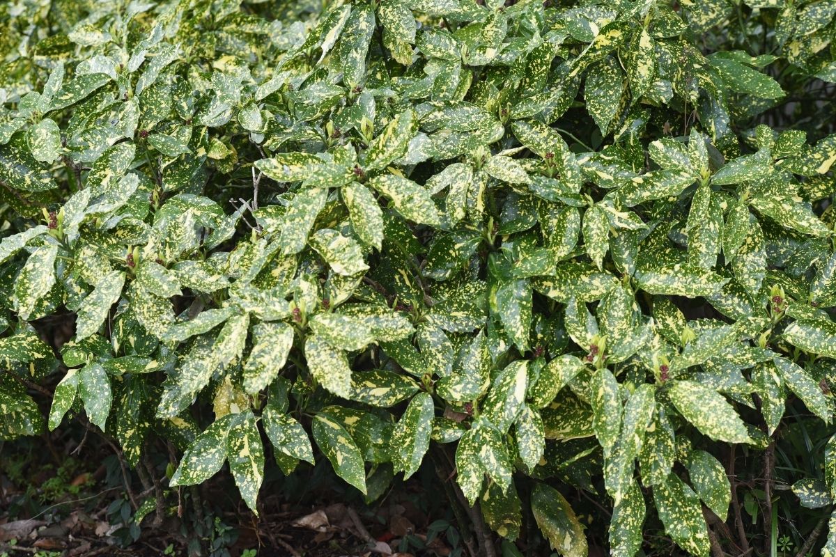 Aucuba shrub with gold spots on the leaves