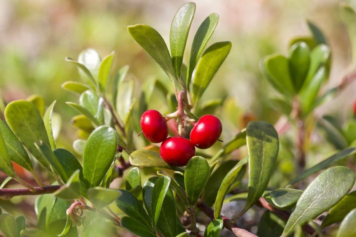 a branch of bearberry shrub with round, glossy leaves and red berries in the garden