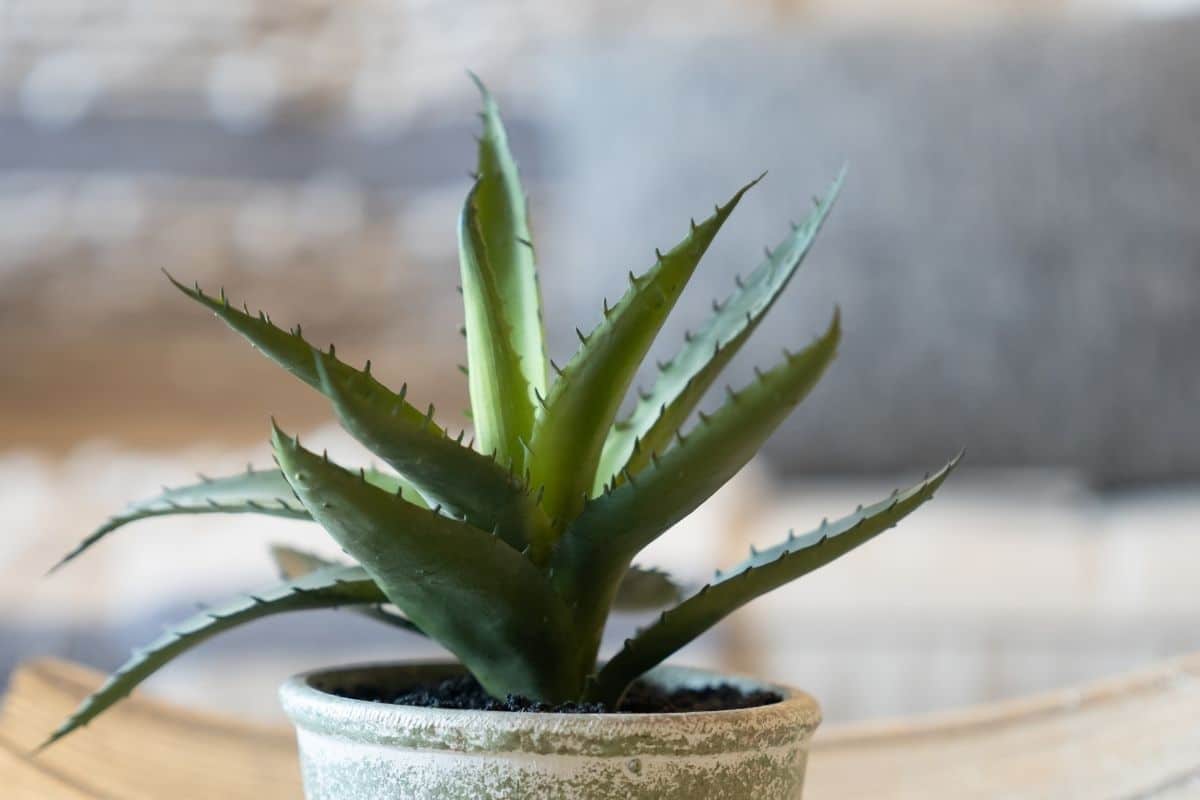 young aloe vera plant in a pot placed in the living room