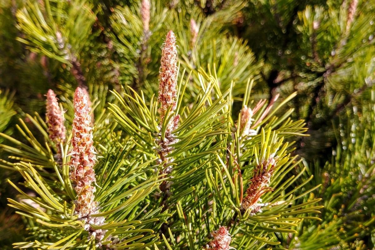 Mugo Pine or bog pine in the garden