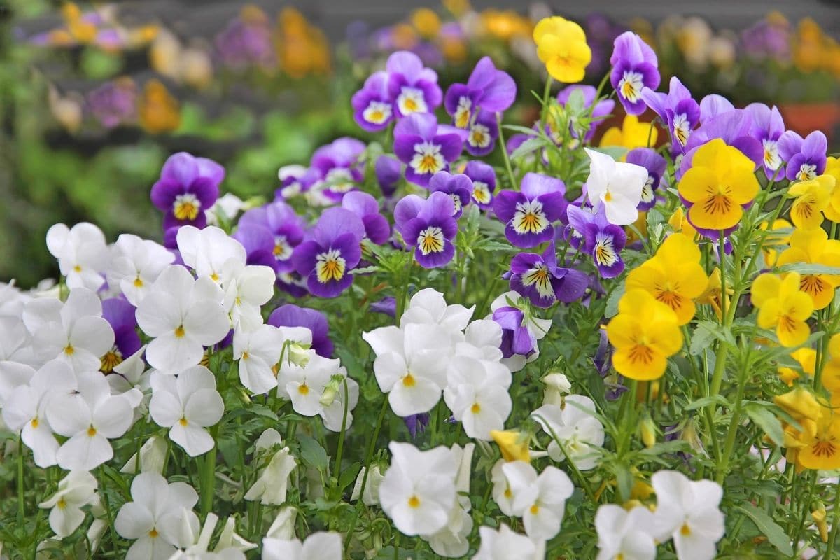 white, puple, and yellow pansies blooming in the garden along with other flowers