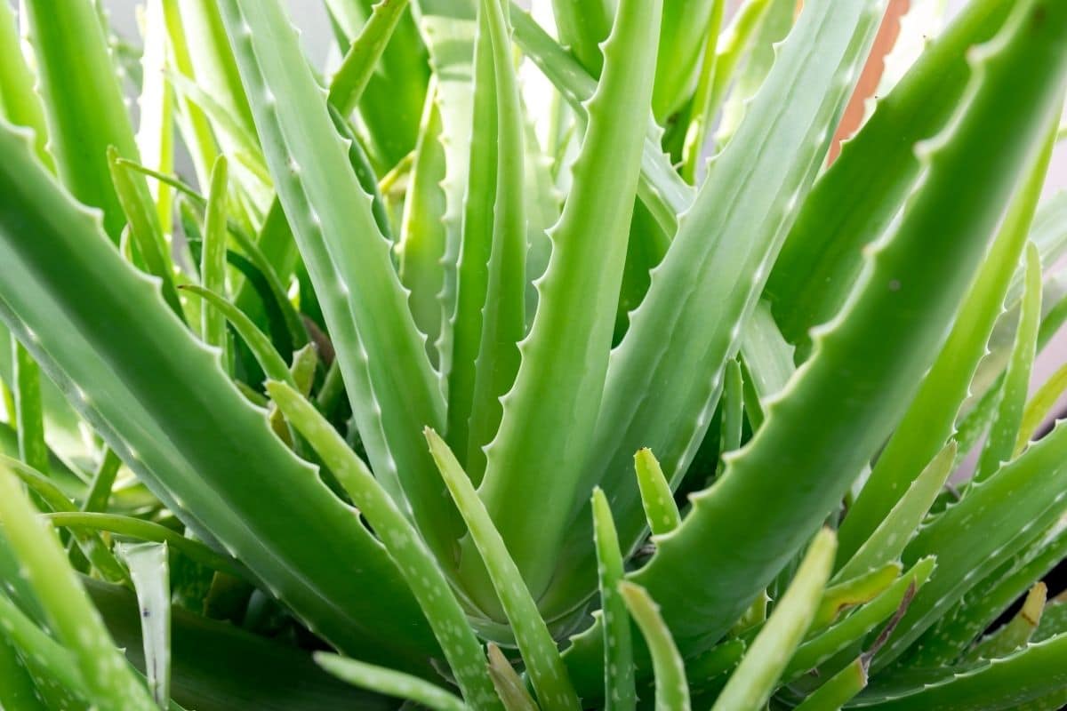 Nahaufnahmebild der Aloe Vera Pflanze
