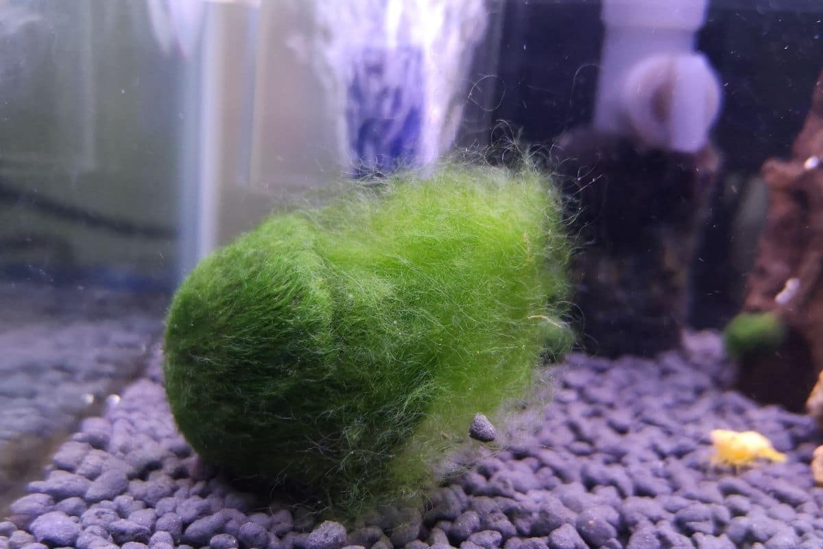 Marimo Moss balls in the aquarium