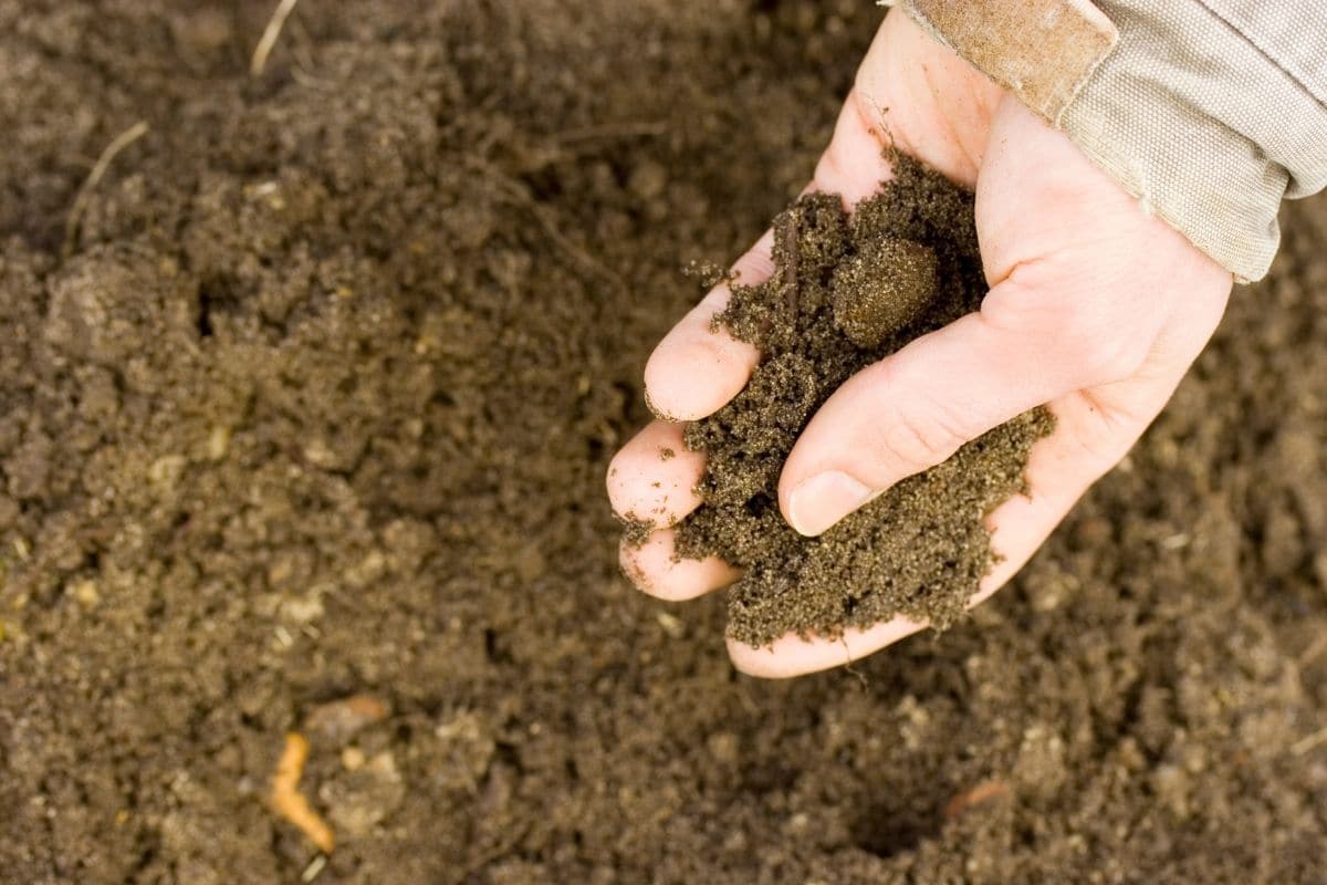 holding soil in hand for testing the quality