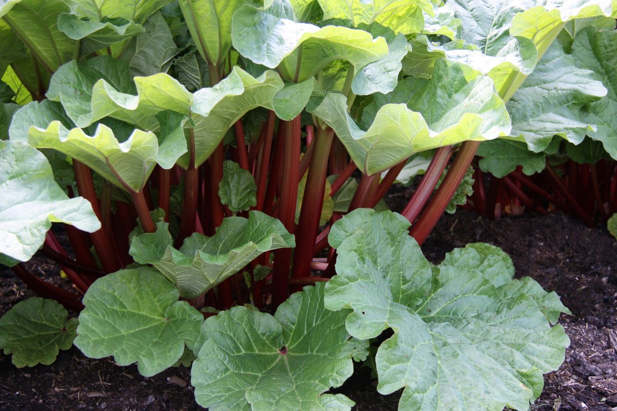 rhubarb growing in the garden on a daylight