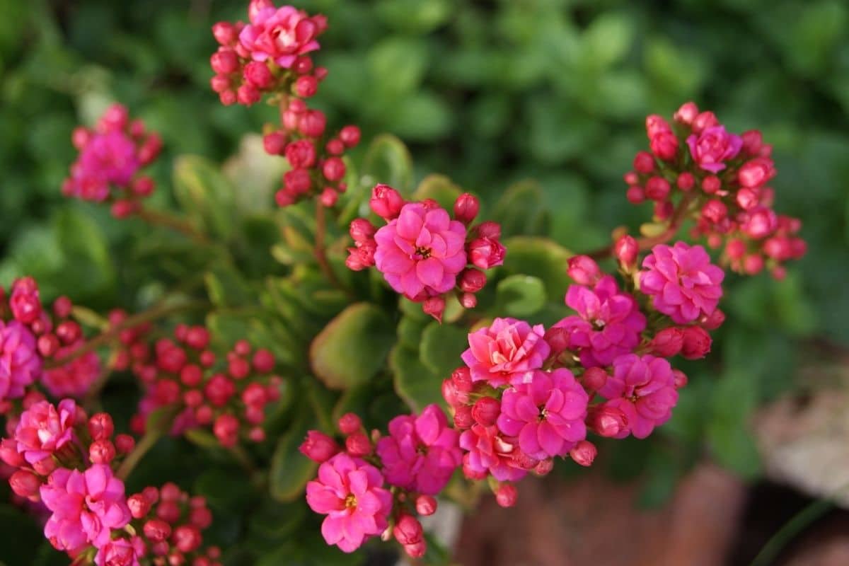 pink kalanchoe in a pot