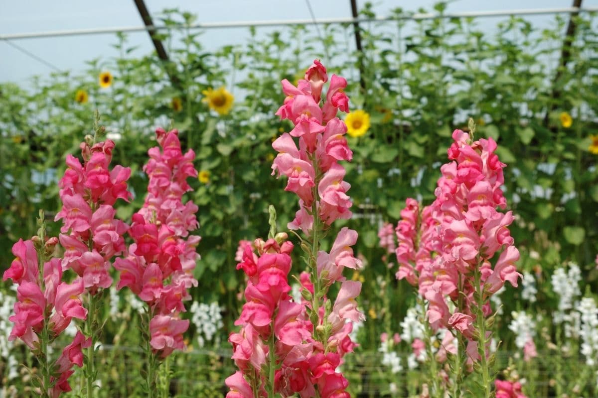Snapdragon flowers in a greenhouse with other flowers