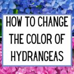 So ändern Sie die Farbe von Hortensien