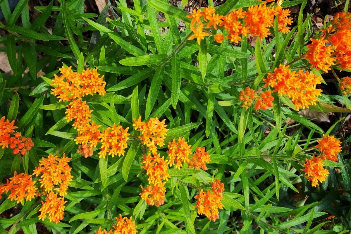 BUtterfly weed with orange flowers and green leaves in the garden