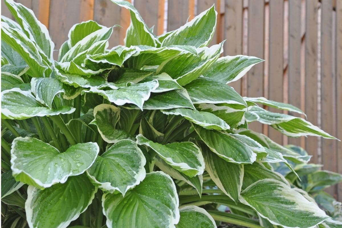 Hosta-Pflanze mit grünem und weißem Farbmuster, das im Hinterhofgarten wächst