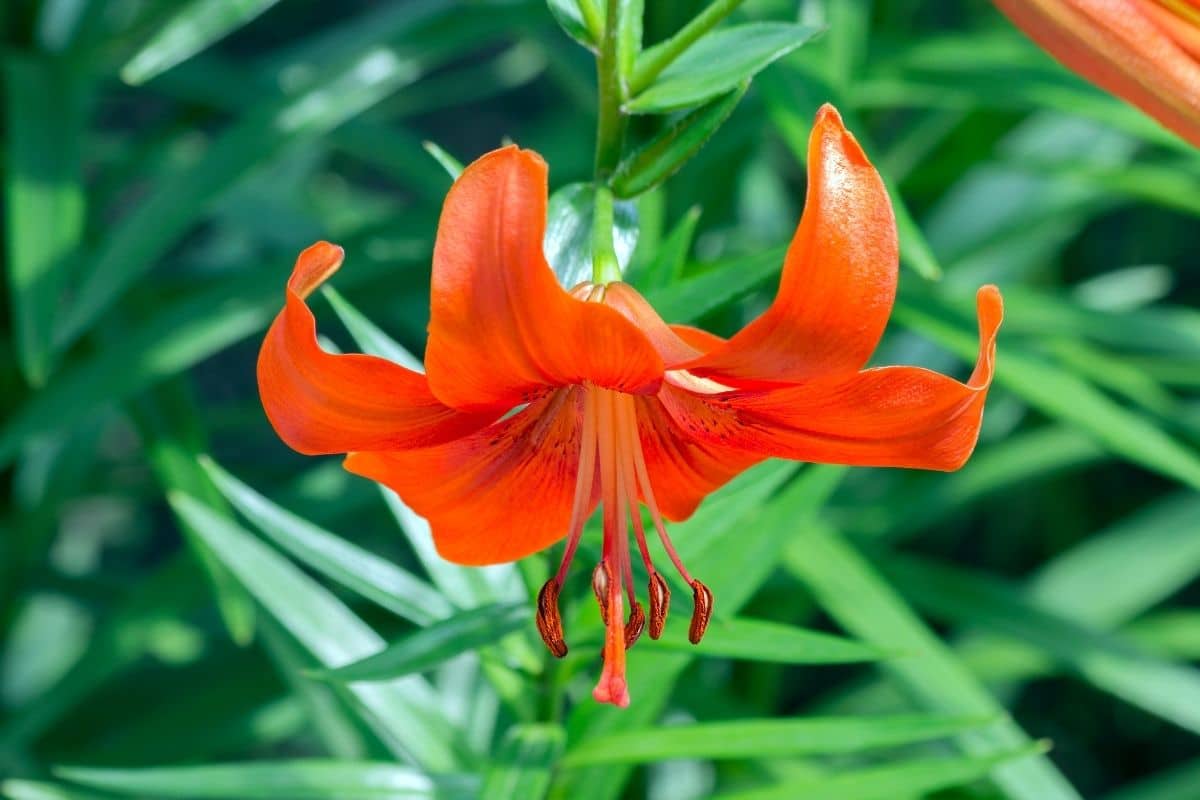   Nankeen Lily oder Lilium Testaceum im Garten