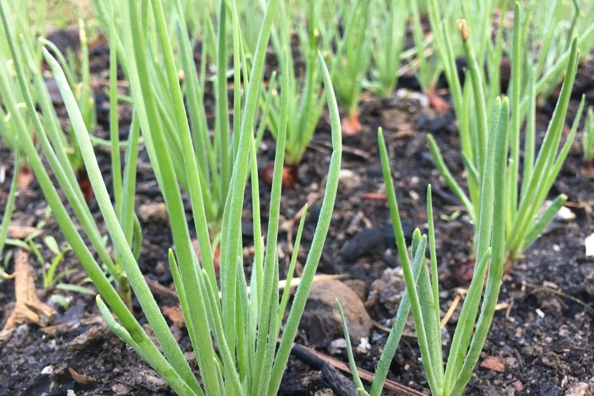 growing spring onions in the garden